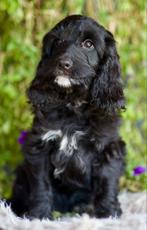 Cockapoo reutje pup, 8 tot 15 weken, Eén hond, Nederland, Fokker | Hobbymatig
