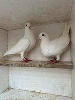 Witte postduiven, Dieren en Toebehoren, Meerdere dieren, Postduif