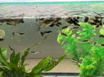 Guppen raszuiver diverse soorten 1 euro ps, Dieren en Toebehoren, Vis, Zoetwatervis, Schoolvis