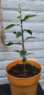 Citroen plant in pot, Tuin en Terras, Planten | Fruitbomen, Ophalen, Minder dan 100 cm, Volle zon, In pot