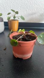 Pannekoekenplant Pilea peperomioides, Huis en Inrichting, Kamerplanten, Minder dan 100 cm, Halfschaduw, Ophalen