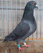 Kleurpostduif doffer 2025, Mannelijk, Postduif