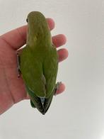 Hand Tamme Agapornis Dwergpapegaai Lovebird Diverse Kleuren, Dieren en Toebehoren, Meerdere dieren, Dwergpapegaai of Agapornis