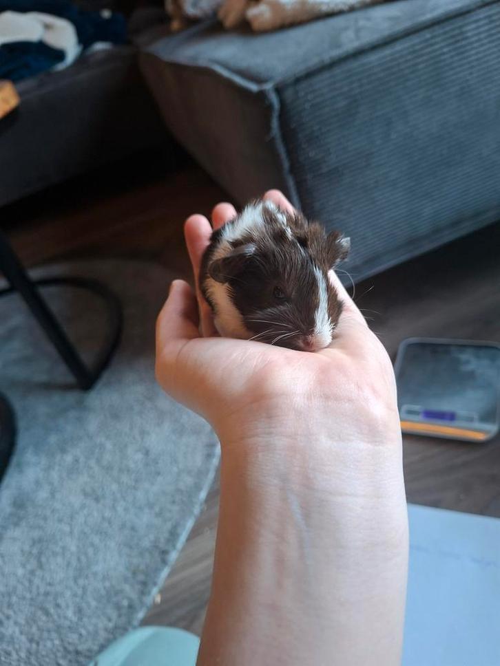 Baby cavia beertje Twix, Dieren en Toebehoren, Knaagdieren, Mannelijk, Cavia, Januari, Tam