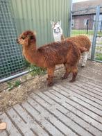 Alpaca, Dieren en Toebehoren, Mannelijk