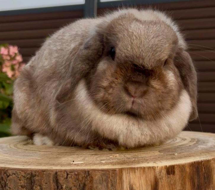 Minilop voedster 3 jaar knuffelhuisje gezocht, Dieren en Toebehoren, Konijnen, Dwerg, Vrouwelijk
