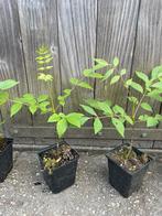 Bijenboom (Tetradium daniellii), Ophalen of Verzenden, Zomer, Volle zon