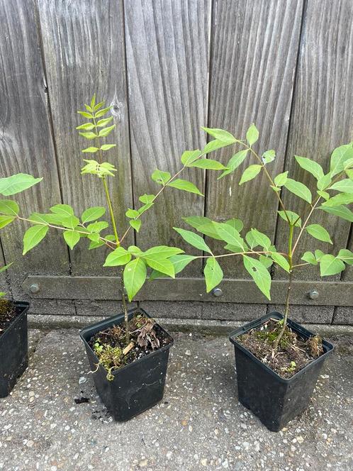 Bijenboom (Tetradium daniellii), Tuin en Terras, Planten | Tuinplanten, Volle zon, Zomer, Ophalen of Verzenden