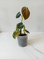 Philodendron Melanochrysum, Overige soorten, Minder dan 100 cm, Ophalen of Verzenden, Halfschaduw