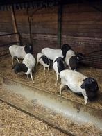 Te koop persianblackheads, Dieren en Toebehoren, Meerdere dieren, Schaap