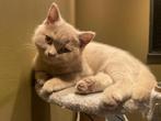 Prachtige Britse korthaar kitten 14weken, Dieren en Toebehoren, Katten en Kittens | Raskatten | Langhaar, Meerdere dieren, Ontwormd