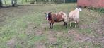 Te koop bonte dekram 1,5 jaar oud, Dieren en Toebehoren, Schapen, Geiten en Varkens, Mannelijk, Schaap, 0 tot 2 jaar