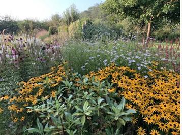 vaste planten, tuinplanten, bomen, hagen