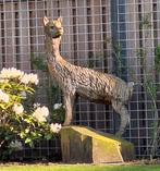 Alpaca, Mannelijk, Voor 1 juli 2024