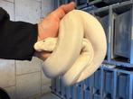 Ball python, Slang, Tam, 3 tot 6 jaar