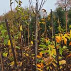 Magnolia susan, Tuin en Terras, Planten | Bomen, Overige soorten, 250 tot 400 cm, Zomer, Ophalen