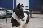 Super knappe Irisch Cob, Dieren en Toebehoren, Pony's, Gechipt, Ruin, L, 11 jaar of ouder