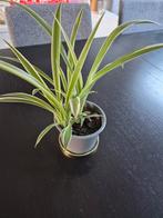 Kamer planten, Huis en Inrichting, Kamerplanten, Ophalen, Overige soorten, Minder dan 100 cm