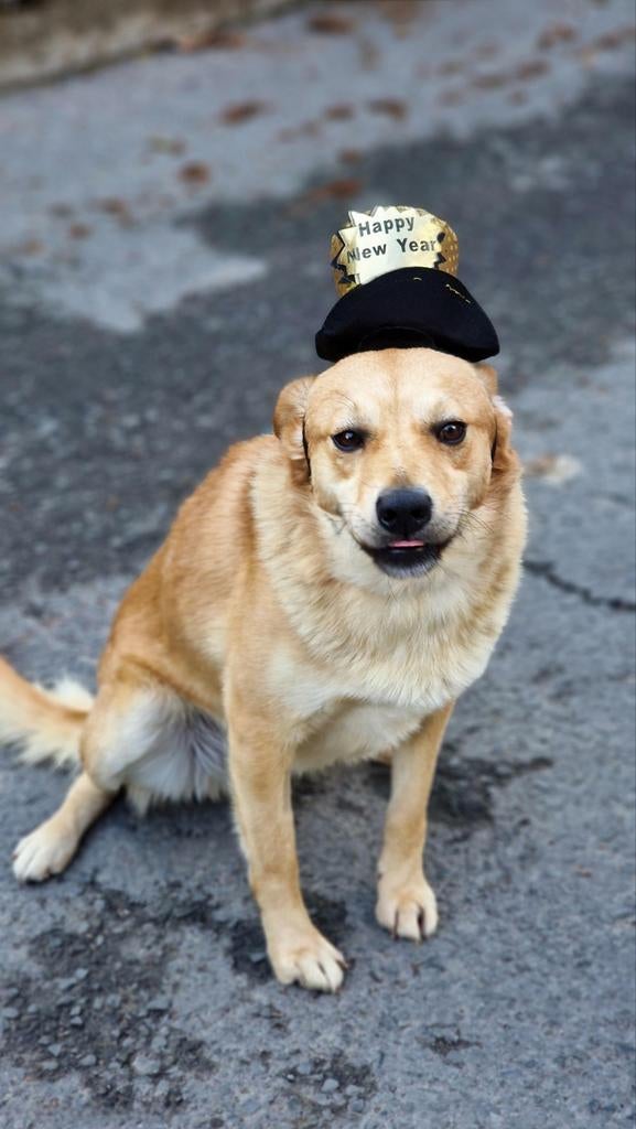 Buffy verblijft in Cyprus, Dieren en Toebehoren, Honden | Niet-rashonden, 1 tot 2 jaar, Buitenland, Parvo, Eén hond