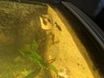 Black mollies en algeneters groot en klein, Vis