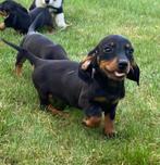 Te koop super mooie sociale kortharig dwergteckel pups puppy, Dieren en Toebehoren, Honden | Teckels en Dashonden, Nederland, CDV (hondenziekte)