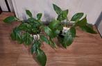 Spathiphyllum (Lepelplant) - 2 stuks ophalen voor €2, Ophalen, Overige soorten, Halfschaduw, Minder dan 100 cm