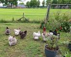 Orpington kuikens, Dieren en Toebehoren, Meerdere dieren, Kip