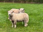 Ryeland ram, Dieren en Toebehoren, Schapen, Geiten en Varkens, Mannelijk, Schaap, 0 tot 2 jaar
