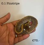 0.1 Pinstripe NK25, Slang