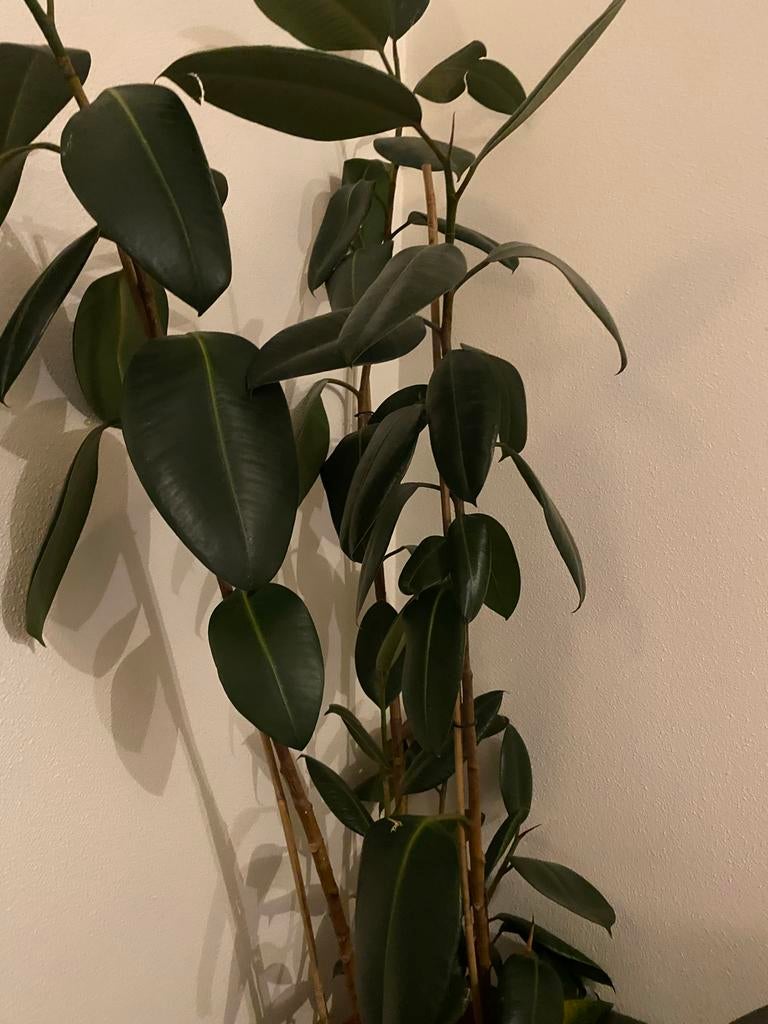 Ficus Elastica Robusta - Rubberplant, Ficus, In pot, 150 tot 200 cm, Groene kamerplant