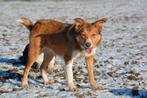 Gastgezin gezocht voor lieve vrolijke border collie teef, 6 jaar of ouder, Sheepdog, Rabiës (hondsdolheid), Teef