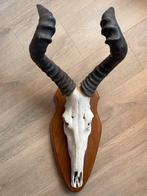 Hartebeest - Gewei op schild - 80cm, Verzamelen, Ophalen, Zo goed als nieuw, Gewei of Kop
