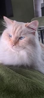 Geweldige ragdoll, Dieren en Toebehoren, Kater