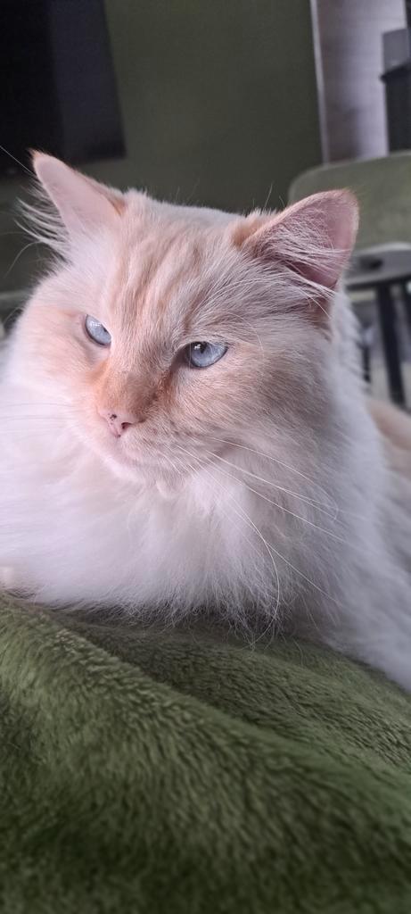 Geweldige ragdoll, Dieren en Toebehoren, Katten en Kittens | Raskatten | Langhaar, Kater