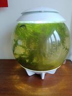 Aquarium Biorb, Ophalen, Kunststof, Zo goed als nieuw, Minder dan 50 cm