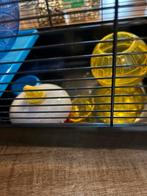 Hamster kooi, Dieren en Toebehoren, Knaagdieren, Hamster, Mannelijk, Januari, Tam