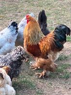 Grote Brahma hennen met haan, Dieren en Toebehoren, Pluimvee, Meerdere dieren, Kip