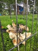 mooie krielkuikens, Dieren en Toebehoren, Pluimvee, Meerdere dieren, Kip