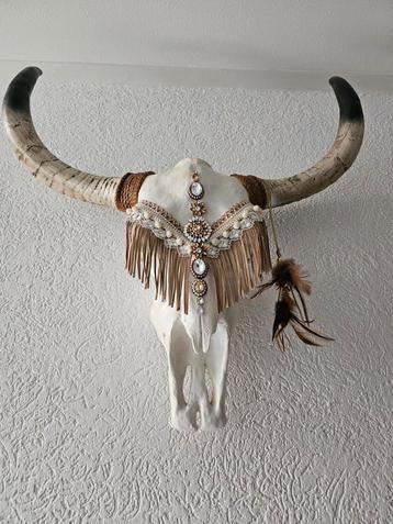 Zeer mooie skull beschikbaar voor biedingen