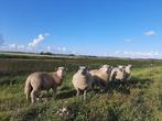 Fok ooien zwoegervrij, Dieren en Toebehoren, Schapen, Geiten en Varkens, Vrouwelijk, Schaap, 0 tot 2 jaar