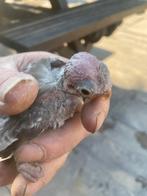 Valkparkiet, Dieren en Toebehoren, Mannelijk, Overige soorten