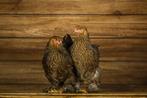 Brahma kippen | Rustig en vriendelijk | Mooie, grote kip!, Dieren en Toebehoren, Kip, Meerdere dieren