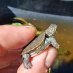 Nakweek Chrysemys Picta Bellii, Dieren en Toebehoren, Schildpad
