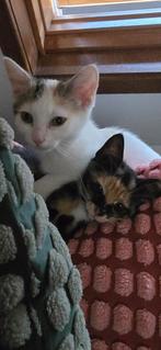 Vrouwlijke kittens.