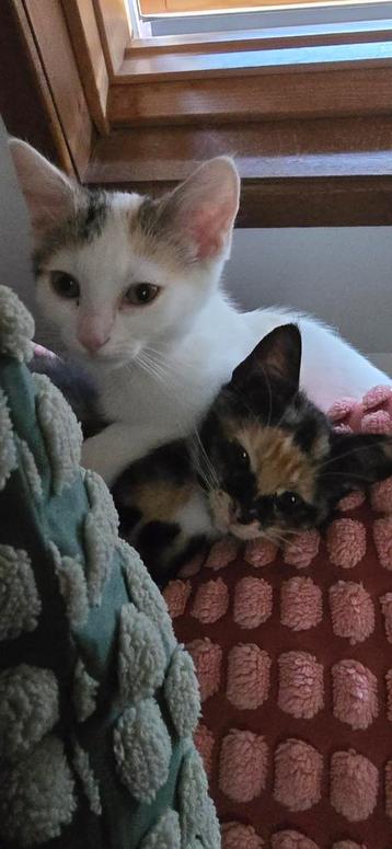 Vrouwlijke kittens.  beschikbaar voor biedingen
