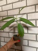 Avocadoplant avocado plantje kamerplant plant, Ophalen of Verzenden, Overige soorten, Minder dan 100 cm