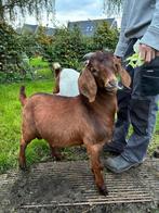 Kalahari red boerbokje, Mannelijk, Geit, 0 tot 2 jaar