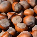 Italiaanse hazelnoot, Minder dan 100 cm, Lente, Overige soorten, Volle zon