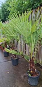 Trachycarpus fortunei palmboom winterhard., 100 tot 250 cm, Zomer, Palmboom, Ophalen