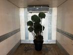 Jun kaizuka tuinbonsai solitair, Tuin en Terras, Ophalen of Verzenden, Volle zon, Overige soorten